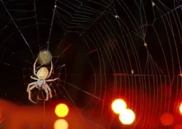 LED-stripverlichting trekt spinnen aan