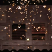 do LED strip lights attract bugs