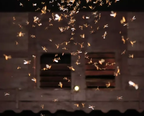 as fitas de LED atraem insectos