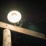 are mosquitoes attracted to light