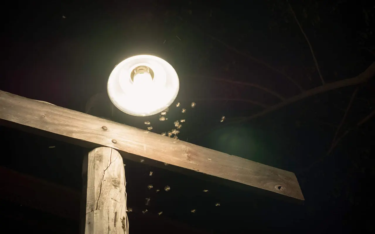 worden muggen aangetrokken door licht