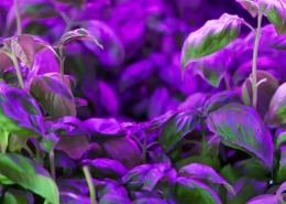 é possível utilizar tiras de LED para cultivar plantas