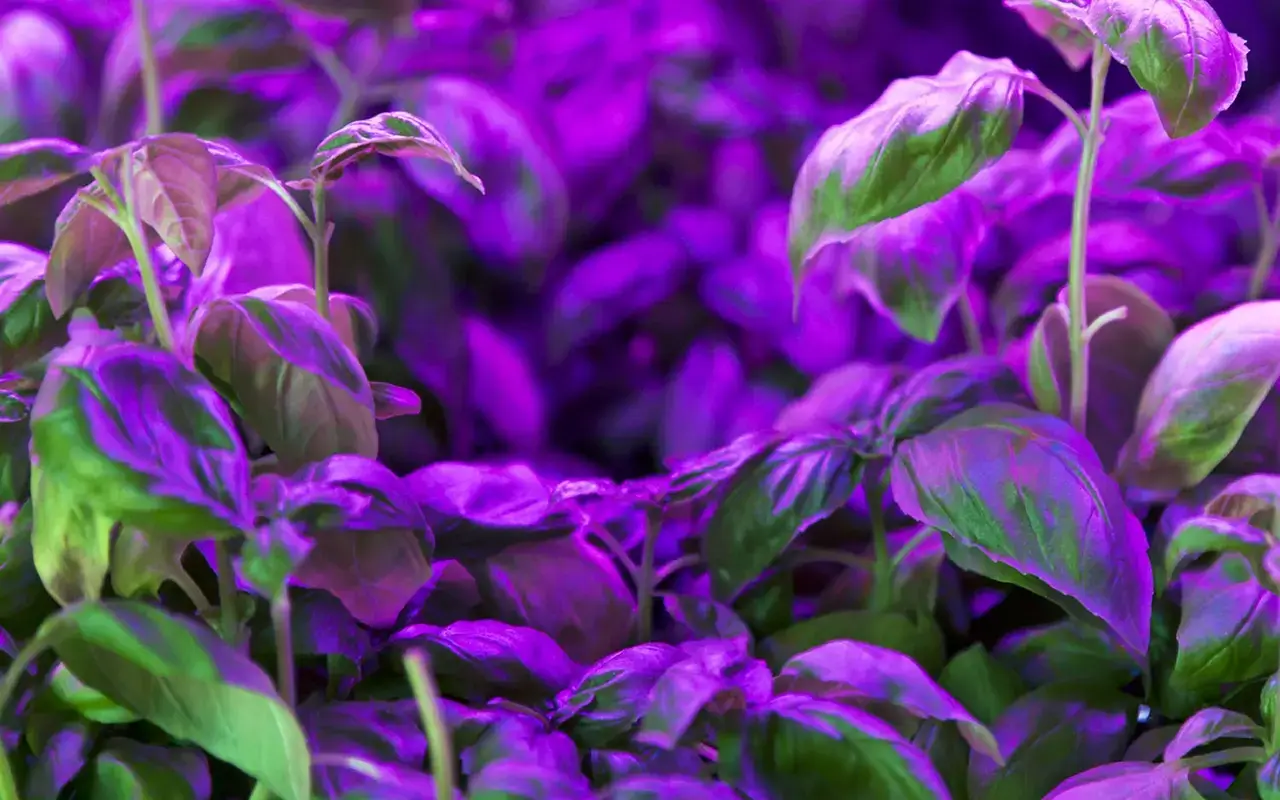 Kun je LED-strips gebruiken om planten te kweken?