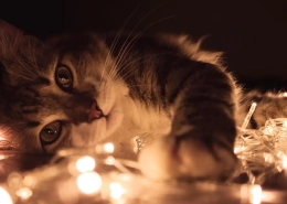 As fitas de LED são más para os gatos?