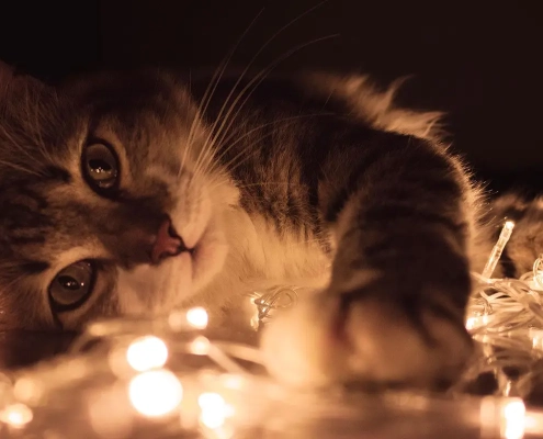 Zijn LED-stripverlichting slecht voor katten