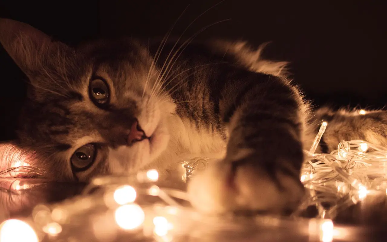Zijn LED-stripverlichting slecht voor katten