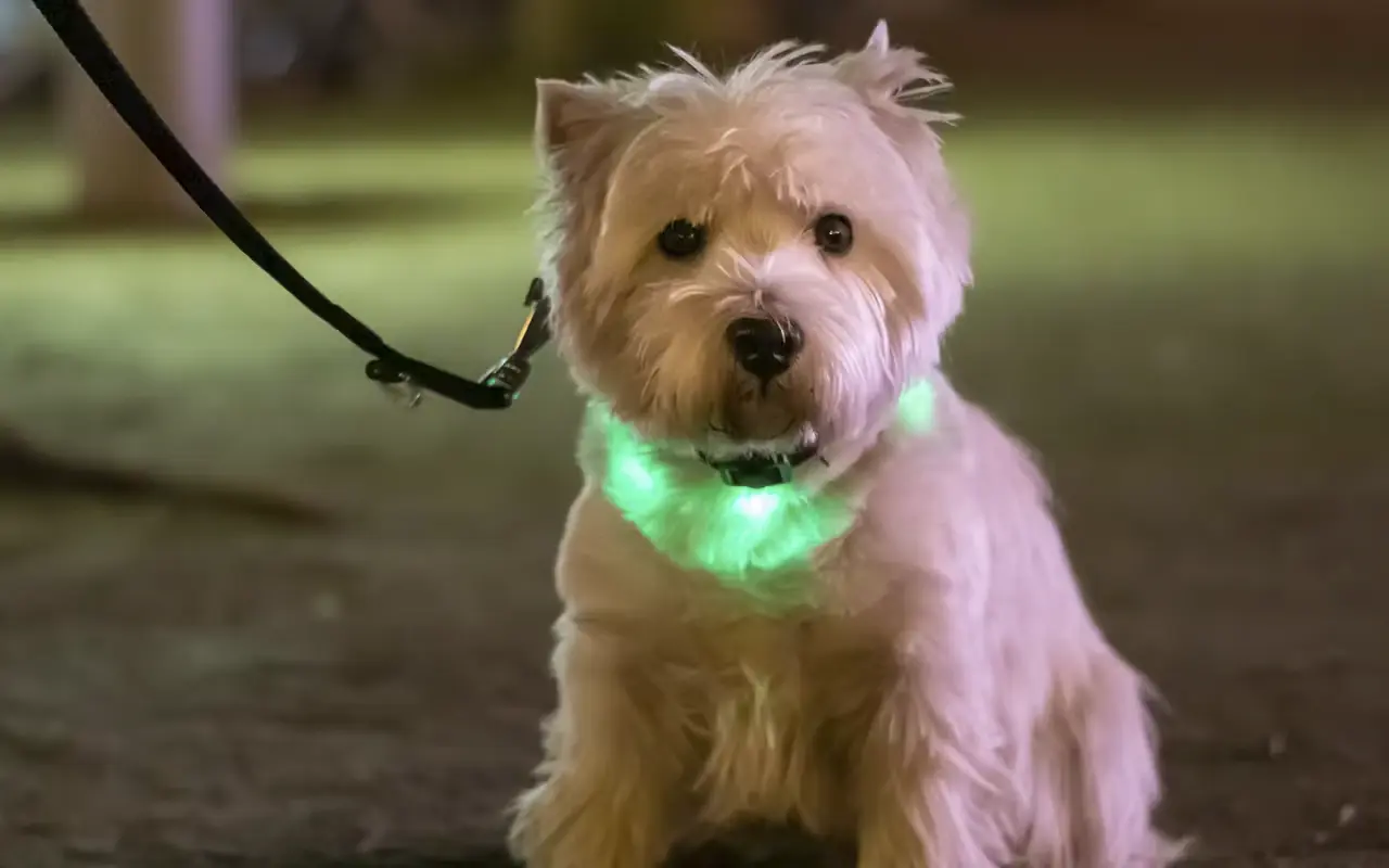 Choosing the Right LED Lights for Your Dog