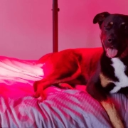 Skader LED-lys hundens øjne?