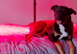 Verletzen LED-Lichter die Augen von Hunden?