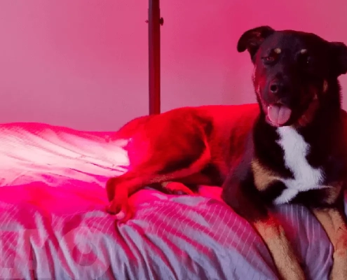 Verletzen LED-Lichter die Augen von Hunden?