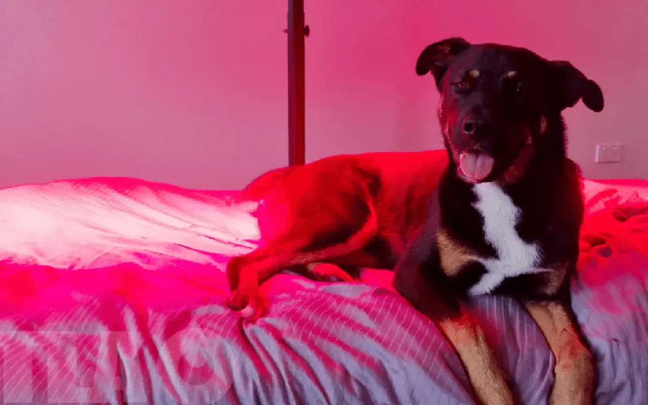 Do LED fények bántja a kutyák szemét