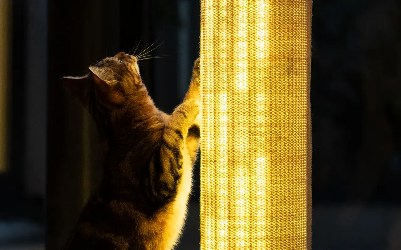 cat and light