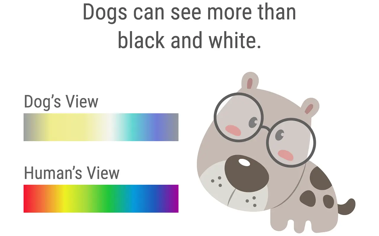 how dogs perceive lights